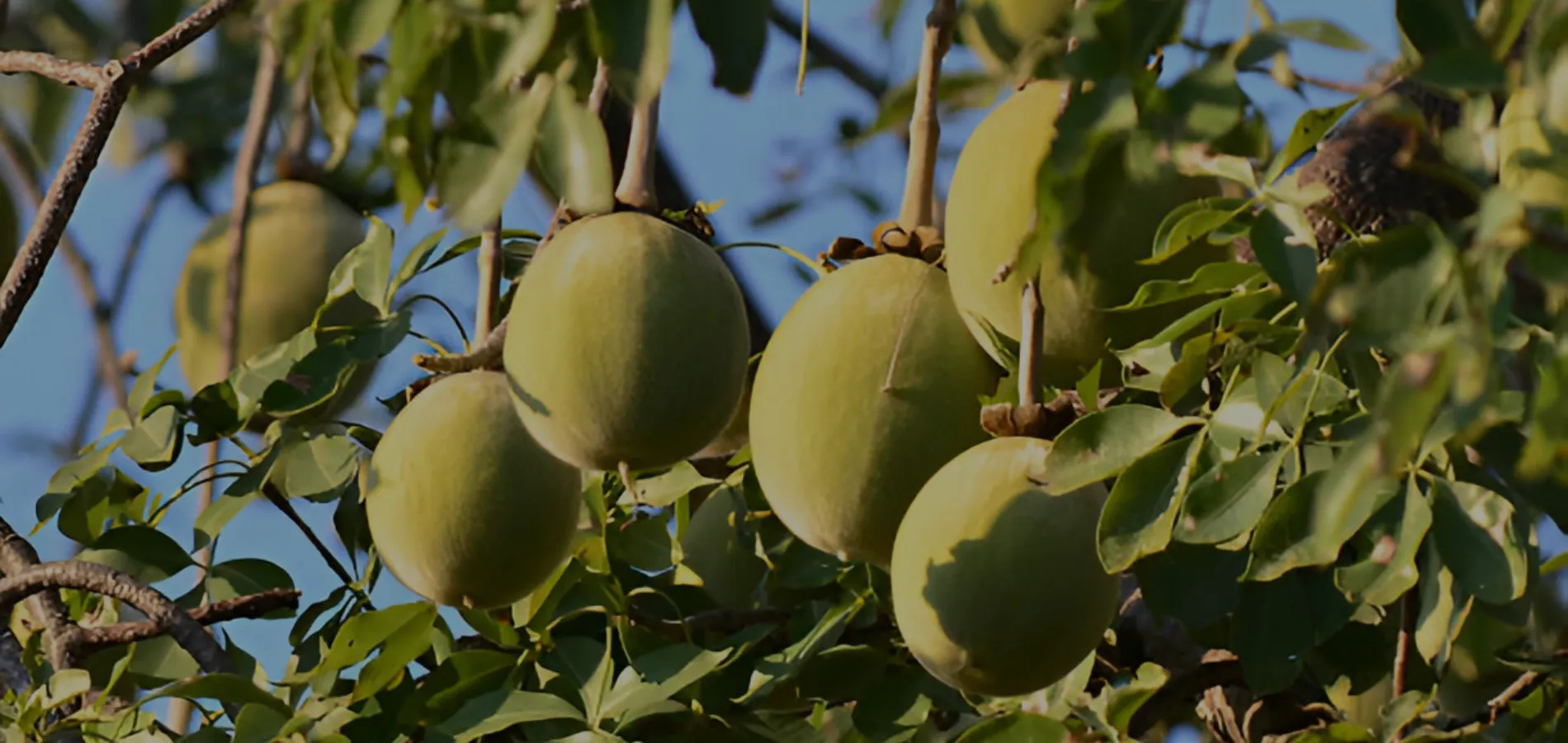 Baobab Fruit